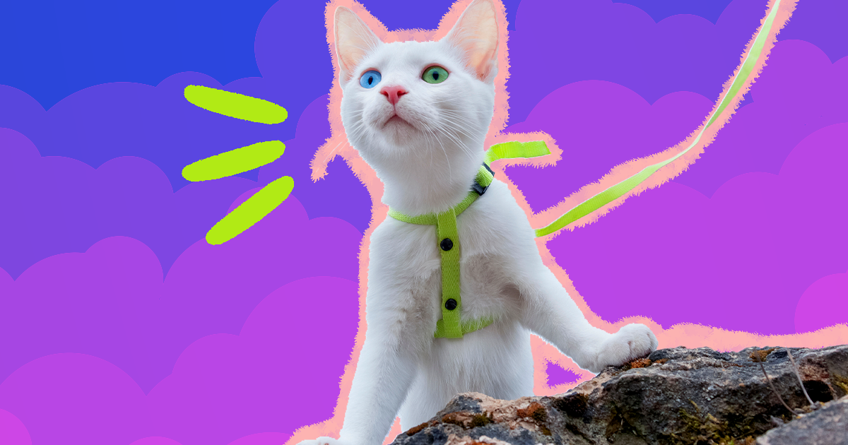 Best Gear to Take Your Cat Outdoors, Including a Harness, Leash