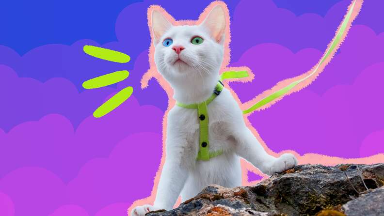 Best cat harnesses sale