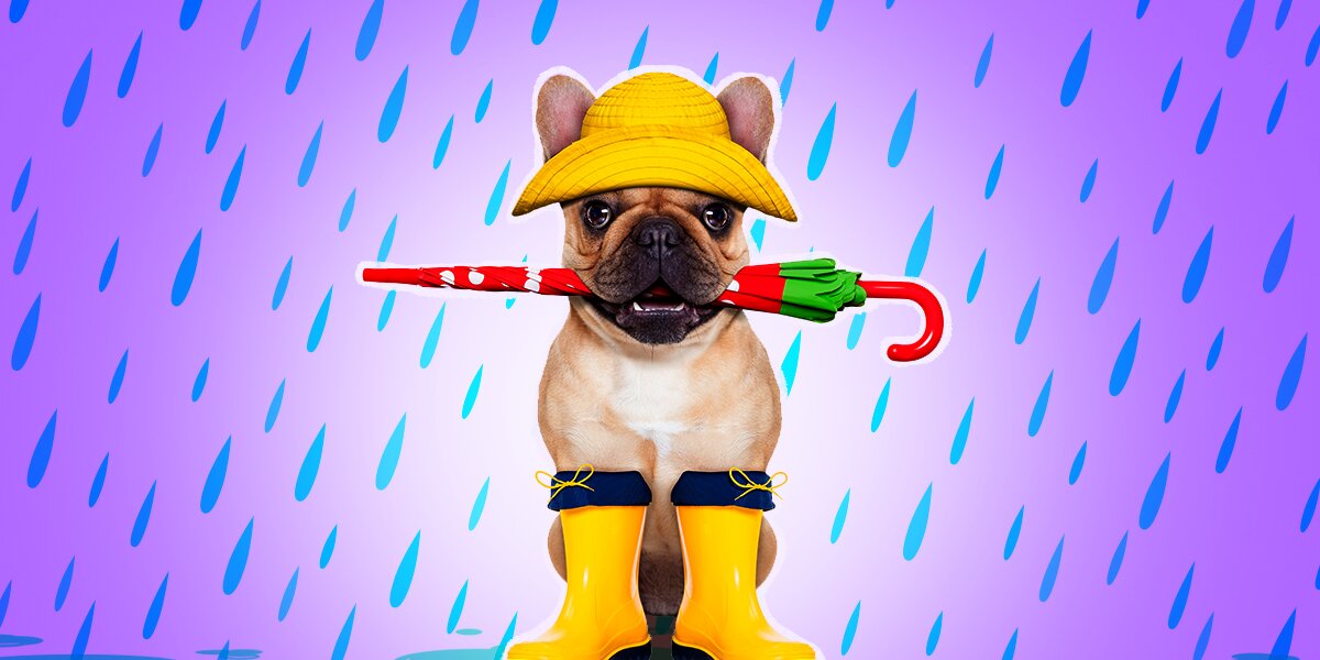 Doggie rain cheap boots