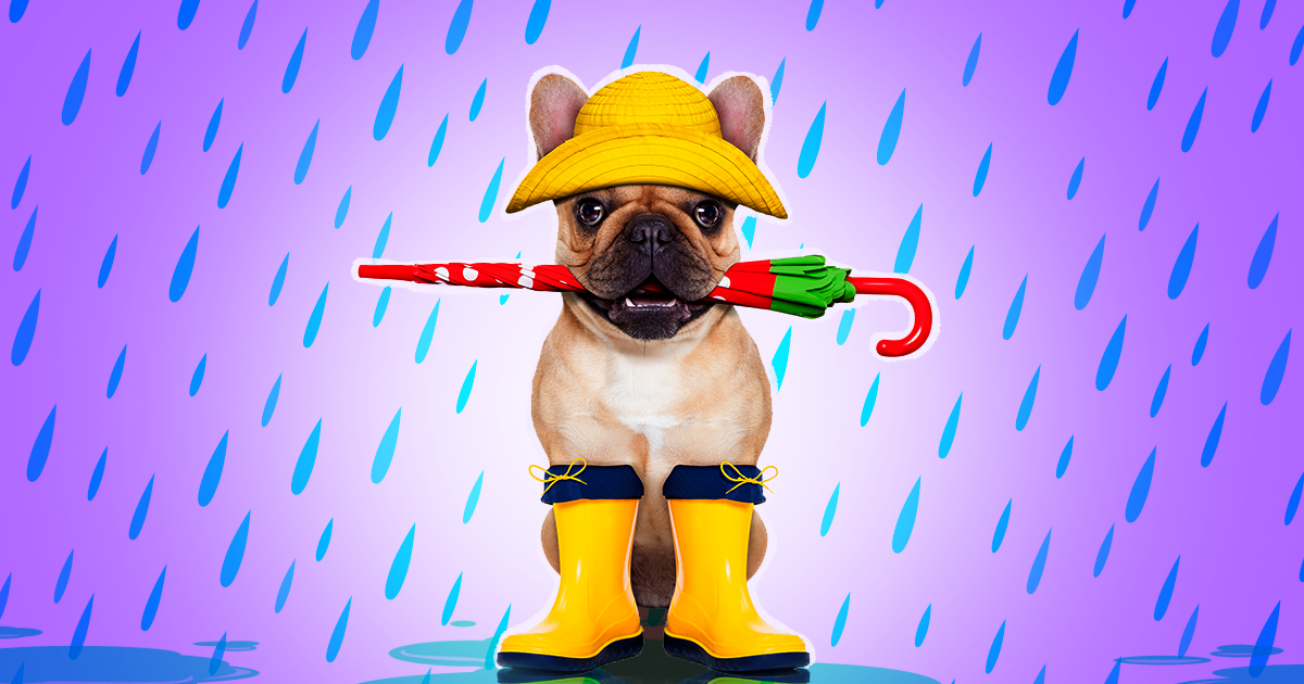 are dog rain boots really practical