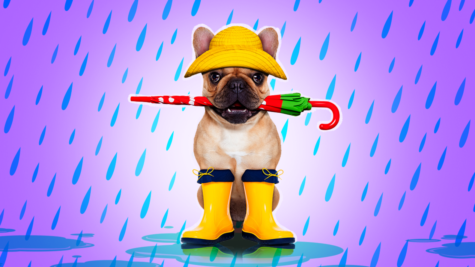 Dog Rain Boots The 6 Best Damp Weather Boots According To Experts