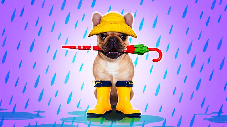 Pug rain outlet boots