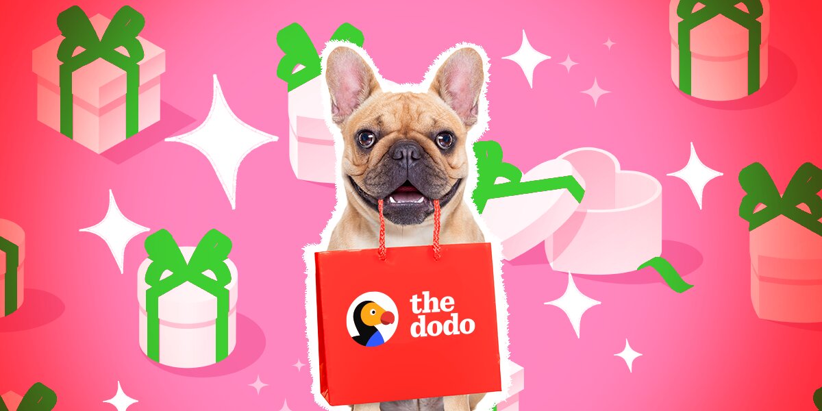 Chewy dog christmas gifts Outlet