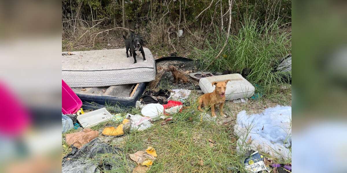 Woman Finds Entire Dog Family ‘Thrown Away’ In Trash And Helps Give Them A New Life