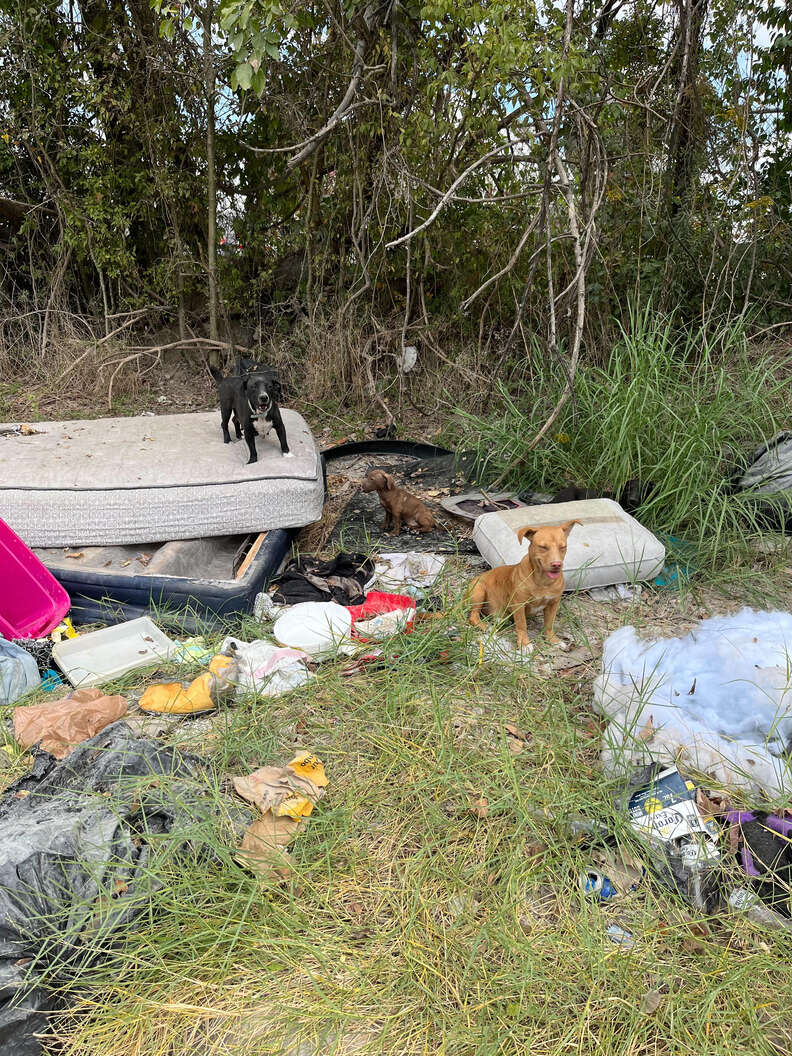 Puppies wait for help on the side of the road.