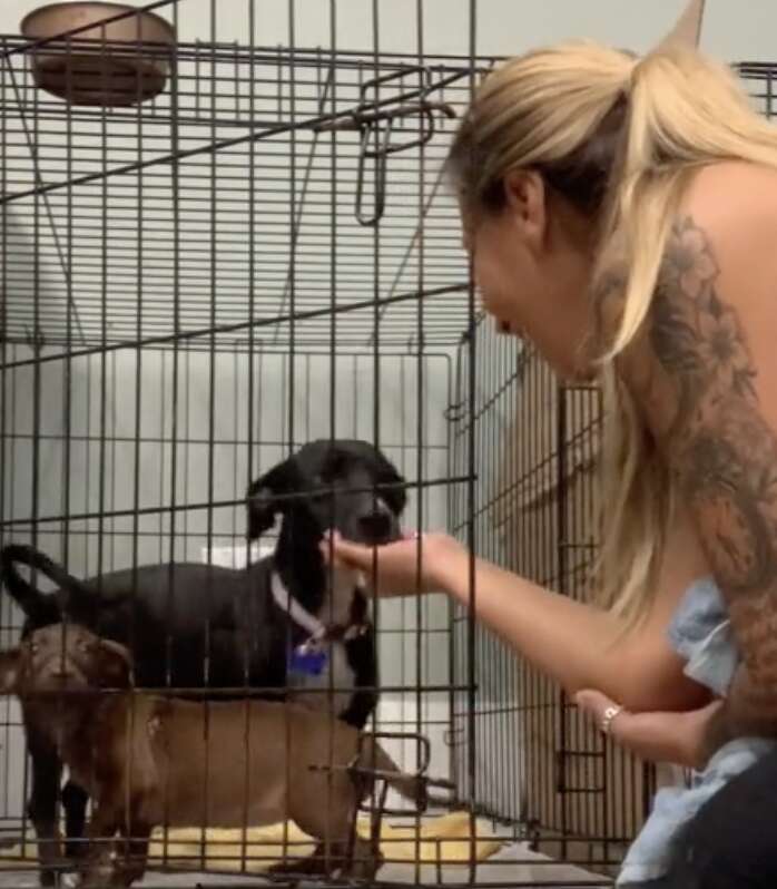 A woman pets a dog in a cage.