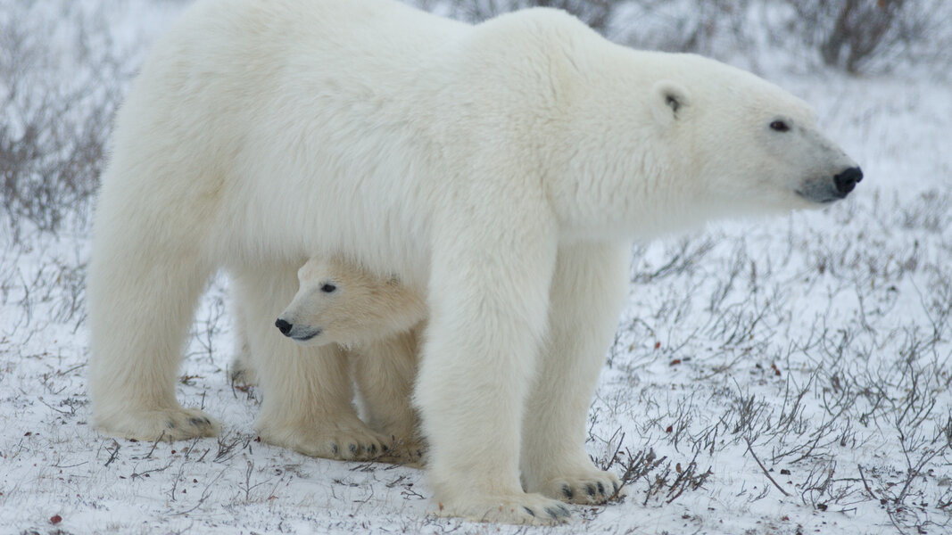 Polar Bears International Stream Polar Bear Migration - Thrillist