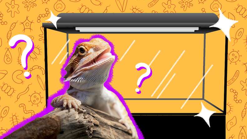 Cat proof bearded dragon cage clearance