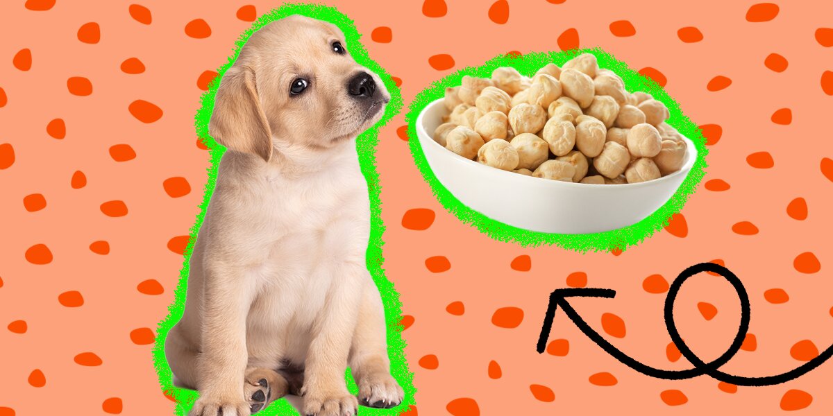 Can Dogs Eat Chickpeas And What About Hummus DodoWell The Dodo