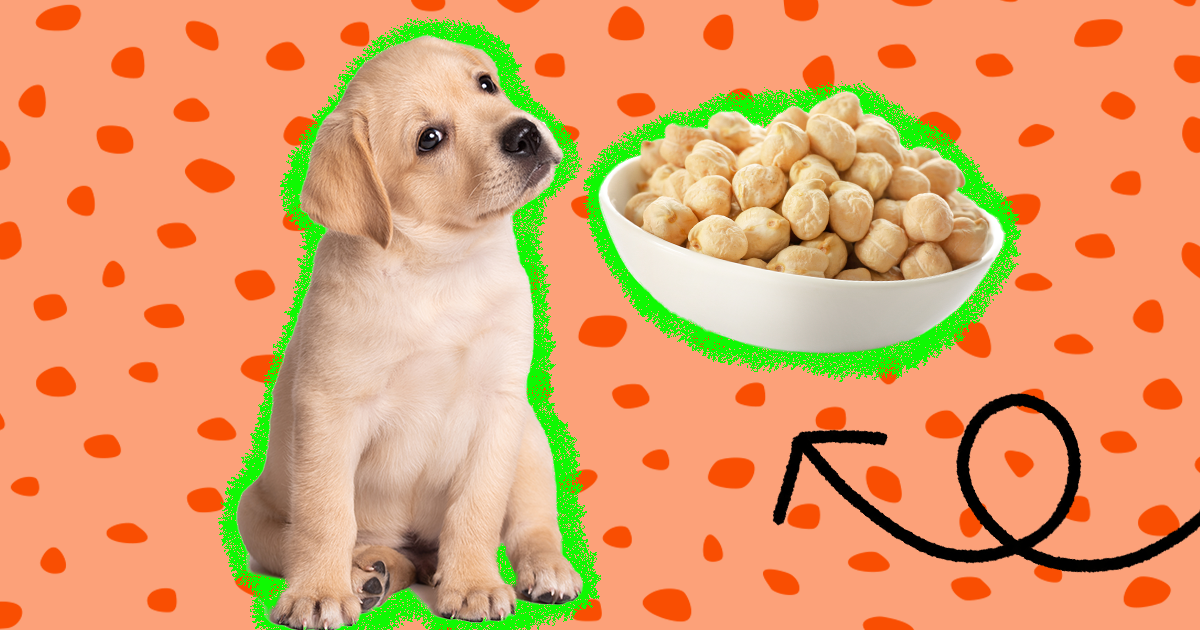 are chickpeas safe for dogs
