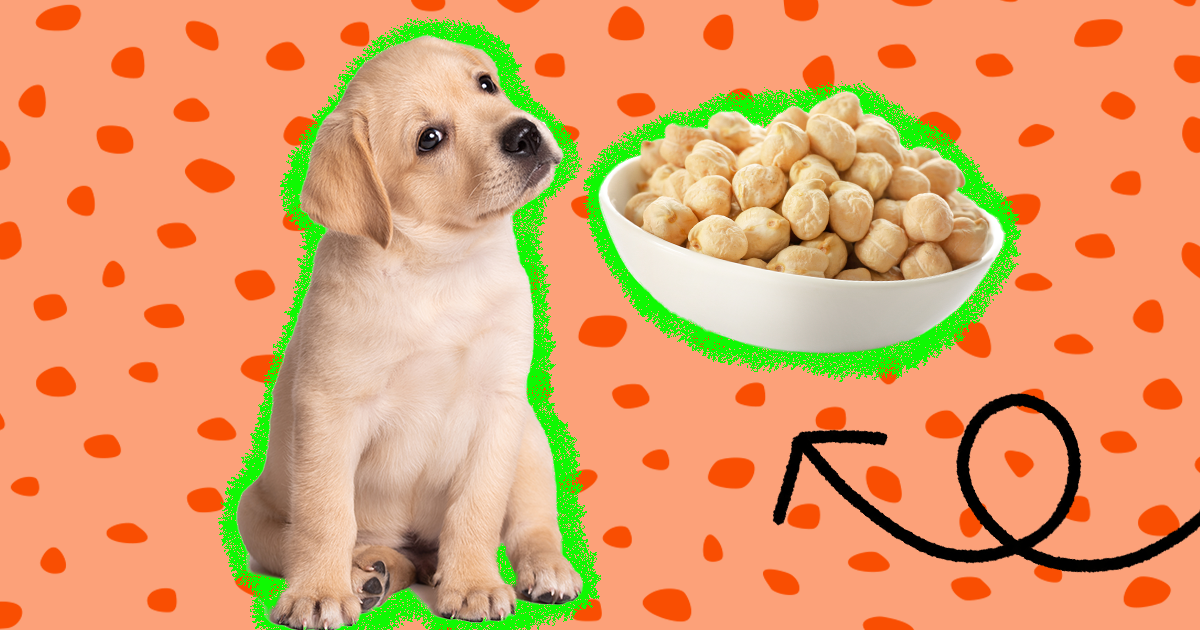 can dogs eat roasted chickpeas