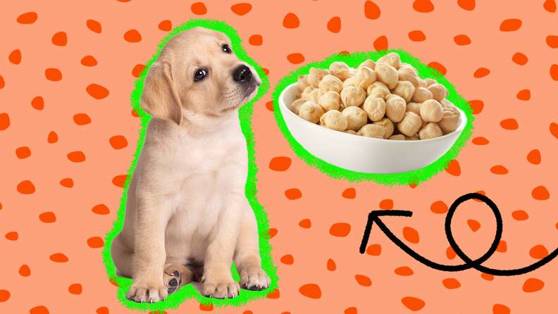 Are chickpeas shop bad for dogs