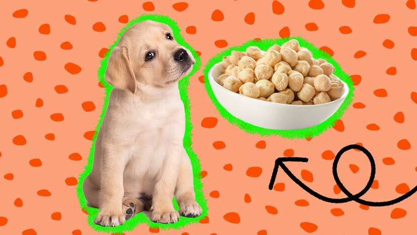 are honey nut cheerios good for dogs