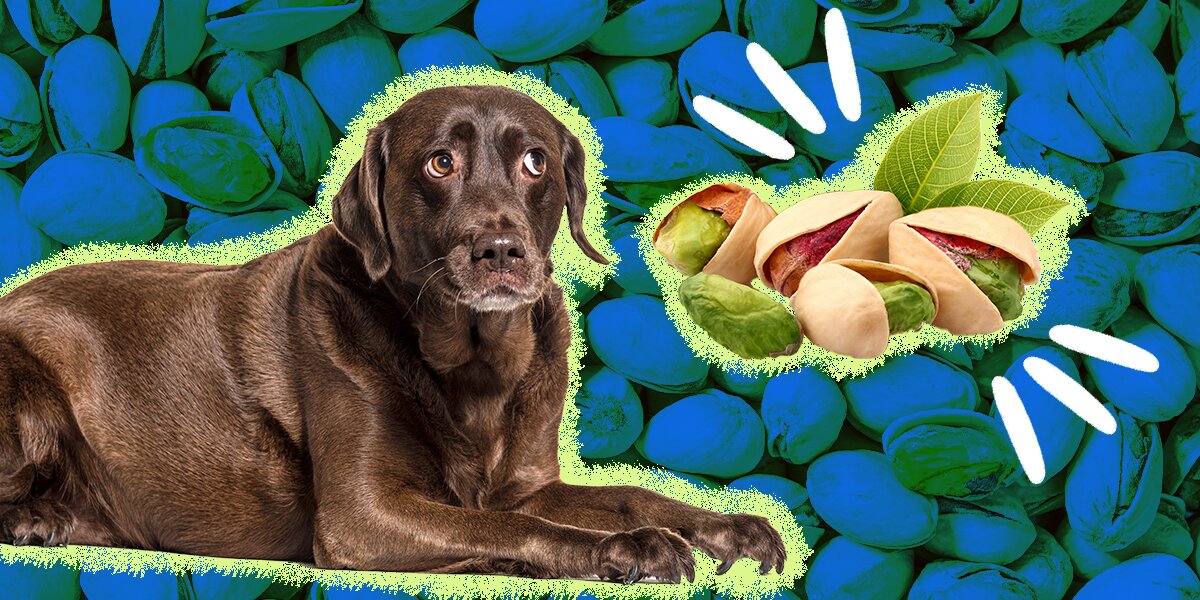 Can Dogs Eat Pistachios? The Answer’s Not So Straightforward - DodoWell ...