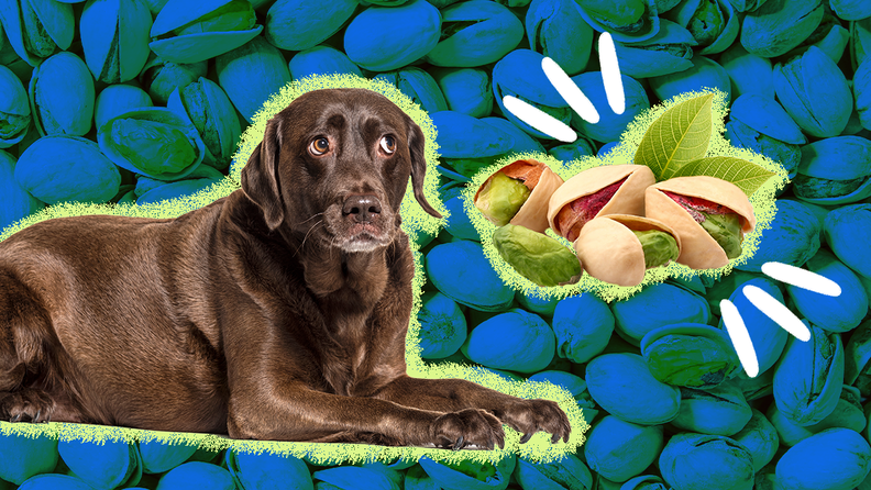 View of Can Dogs Eat Pistachios? The Answer’s Not So Straightforward - DodoWell ...