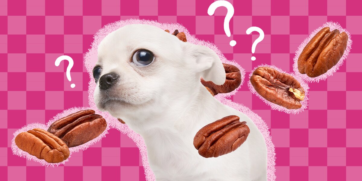 Can Dogs Eat Pecans Safely? What You Need To Know - DodoWell - The Dodo