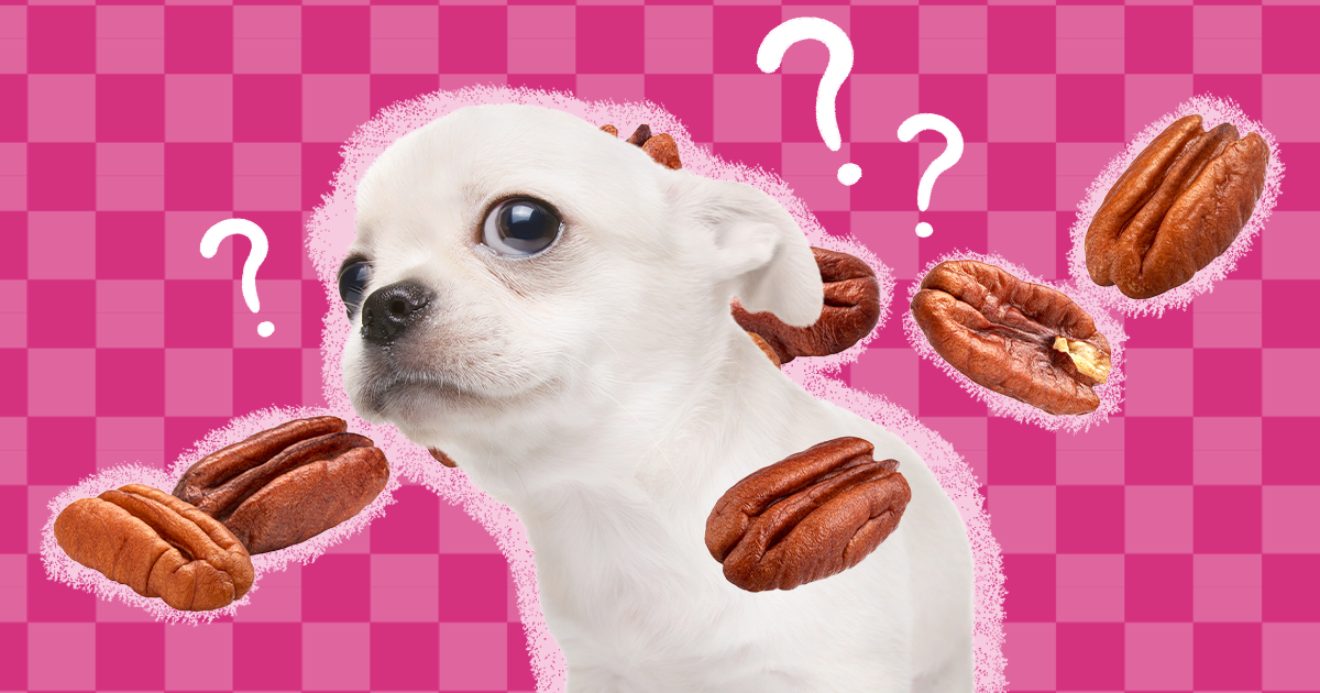 Can Dogs Eat Almond Butter? And What Amount Is Safe? - DodoWell - The Dodo