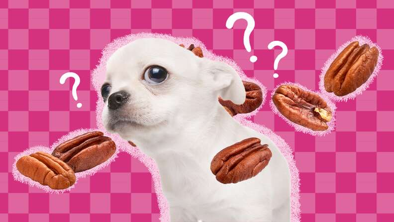 Can Dogs Eat Pecans?  