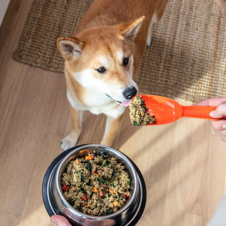 dog food subscriptions