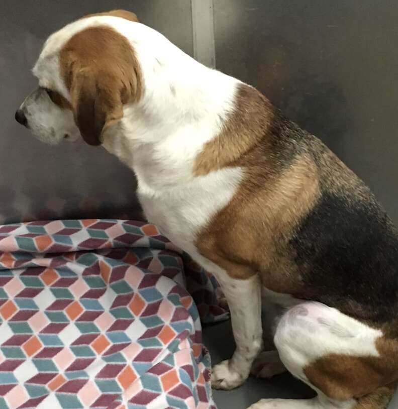 A sad dog stares at the back of his kennel.