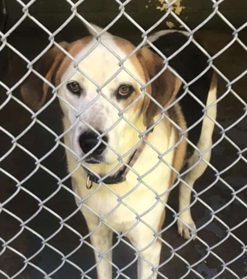 A dog stands behind kennel fencing.