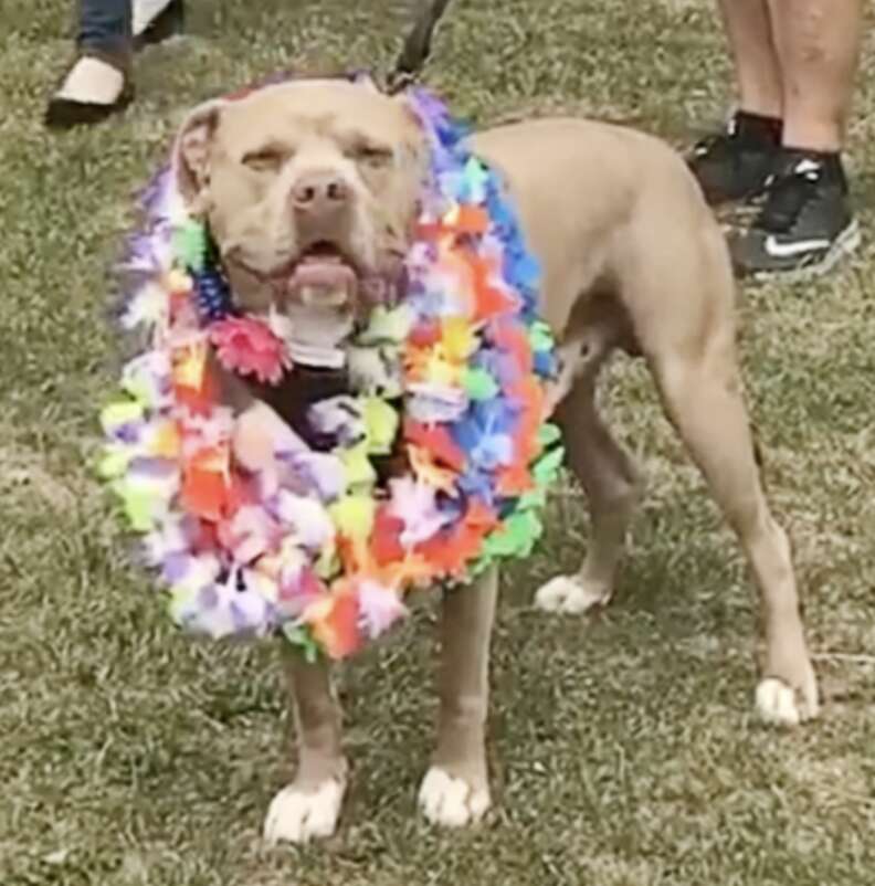 A dog shows off all his leis.