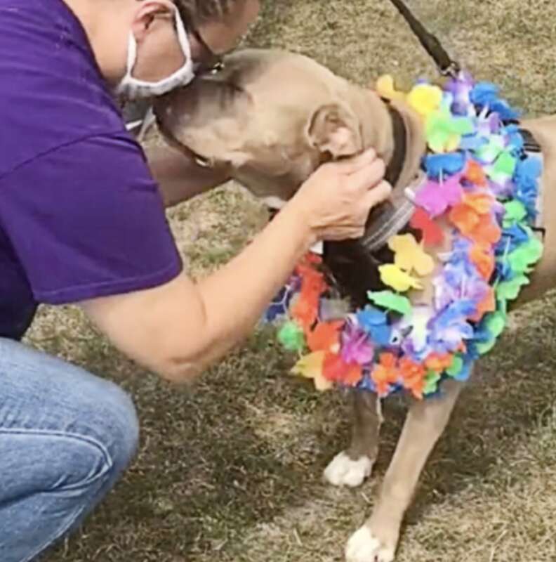 A dog gets a kiss from a caretaker.