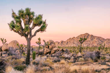 Joshua Tree Landscape