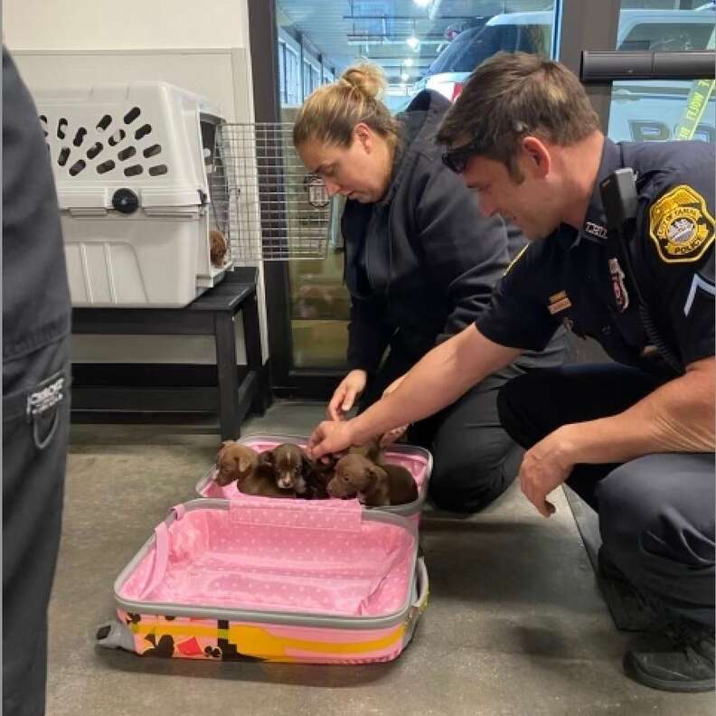 Officers discover puppies in a suitcase.