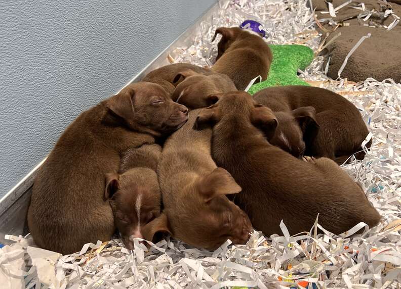 Rescue puppies cuddle up together.