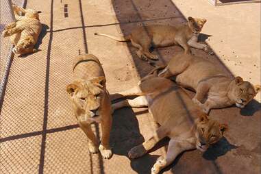 Lion Habitat Ranch, Inc.