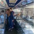 Florida Rescue Fills Bus With Lost Animals Left Behind After Hurricane 