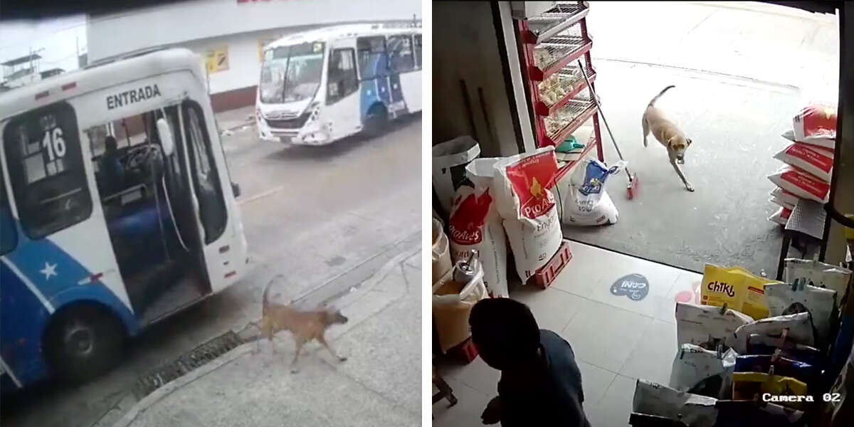 Clever Dog Rides Bus Alone To Surprise His Mom At Work The Dodo