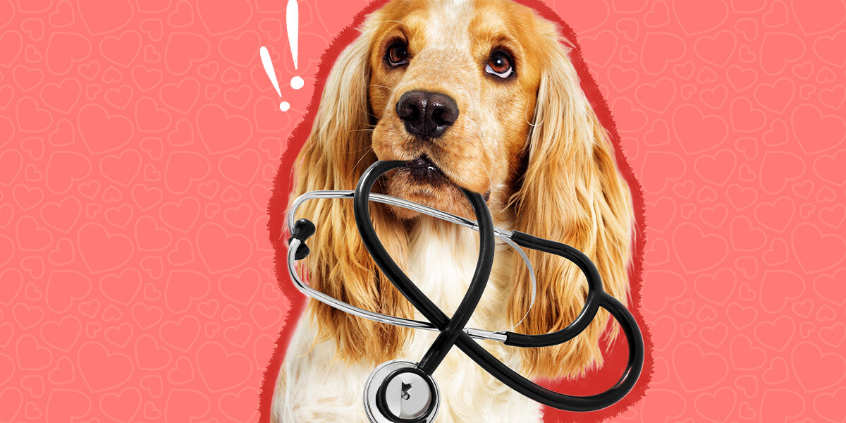 Symptoms sales dcm dogs