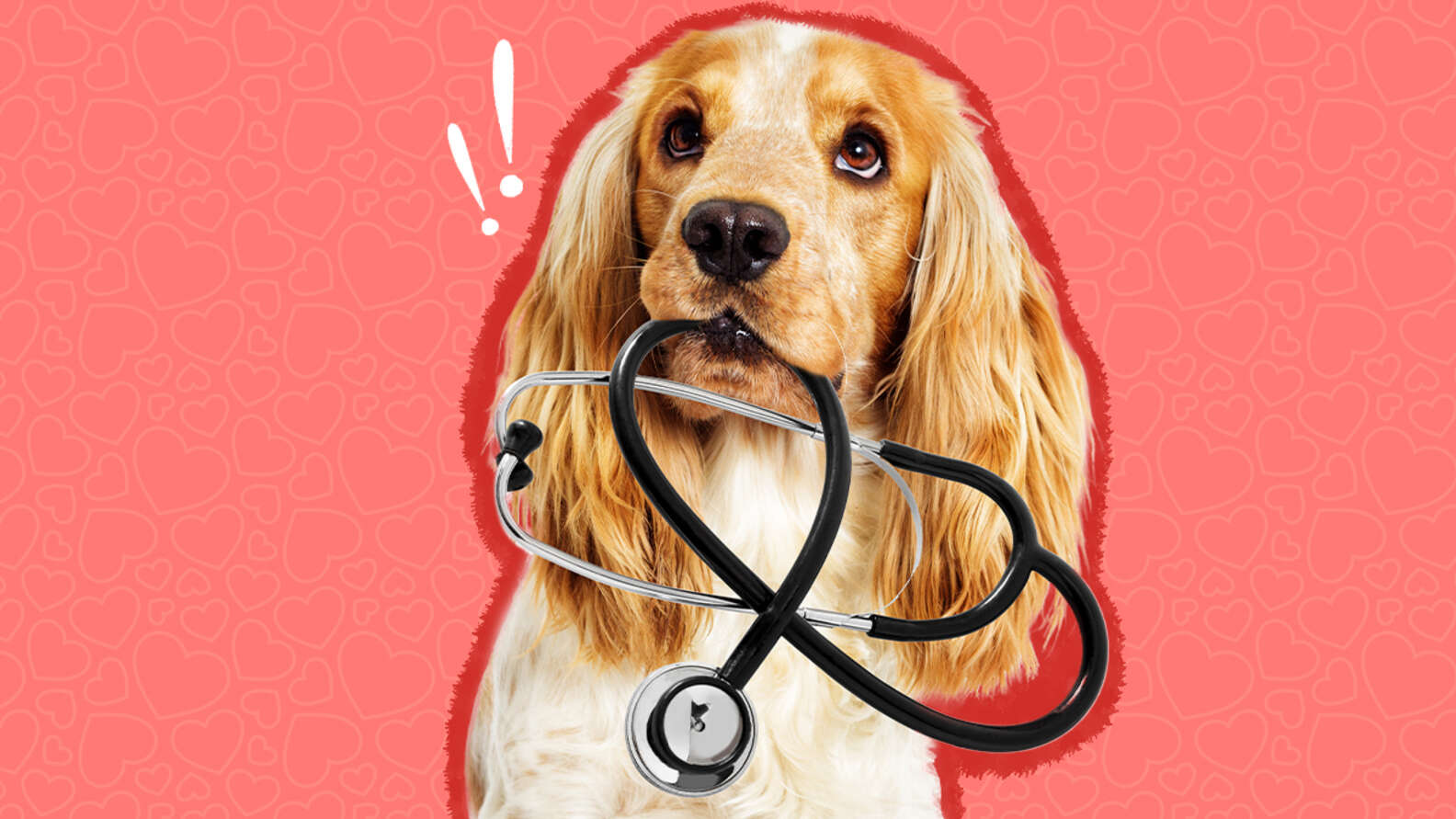 DCM In Dogs Here s What You Need To Know According To A Vet Expert 