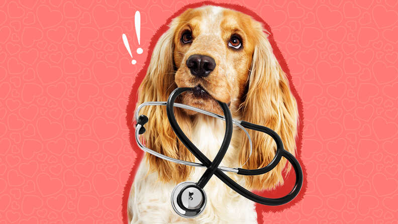 DCM In Dogs Here s What You Need To Know According To A Vet Expert DodoWell The Dodo