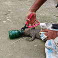 Guy Helps Monitor Lizard Get His Head Out Of A Bottle