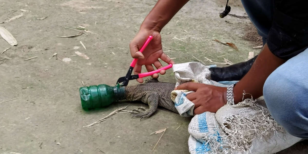 Guy Helps Monitor Lizard Get His Head Out Of A Bottle - Videos - The Dodo