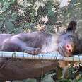 A happy bear rests on a hammock.