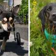 A chihuahua mix running in a wheelchair and a black dog laying in the grass