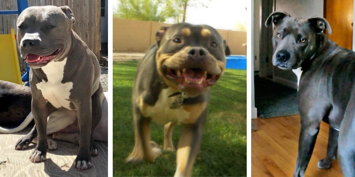 These Families Saved Hundreds After Their Dogs Ate Foreign Objects ...