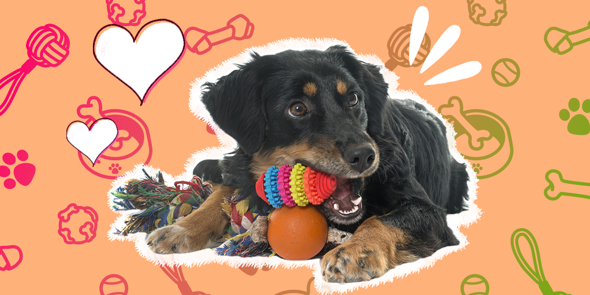 Why Do Dogs Like Crinkle Toys