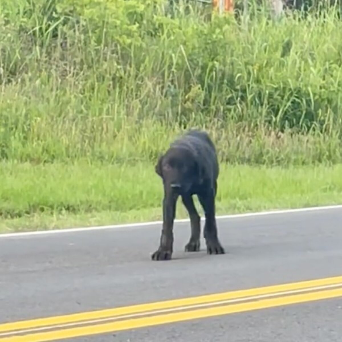 Puppy Abandoned On Country Road Waited Days For Family To Come Back For ...