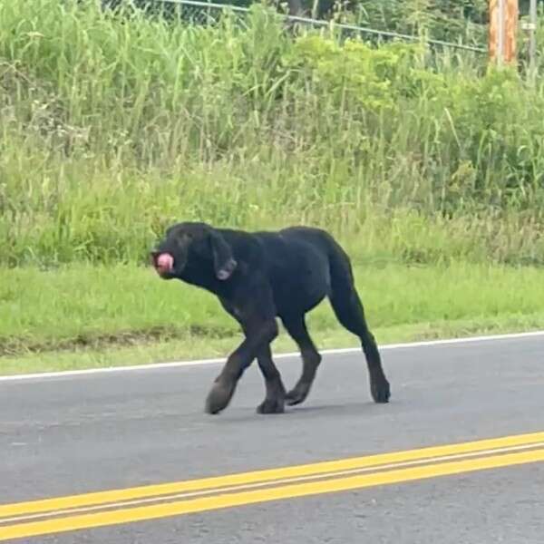 dog walking down street