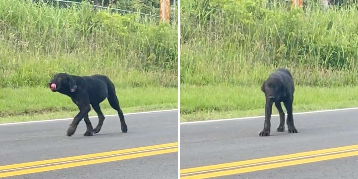 Puppy Abandoned On Country Road Waited Days For Family To Come Back For ...