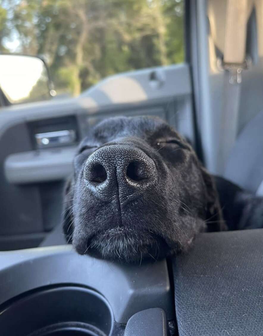 dog sleeps in car 