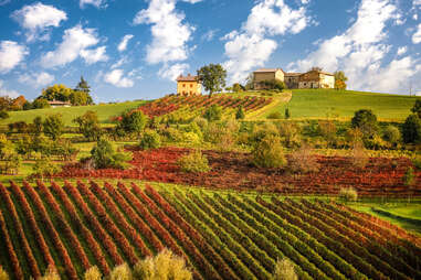 Lambrusco vineyards