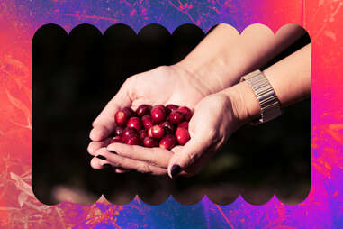 Coffee berries at Geisha Estates 