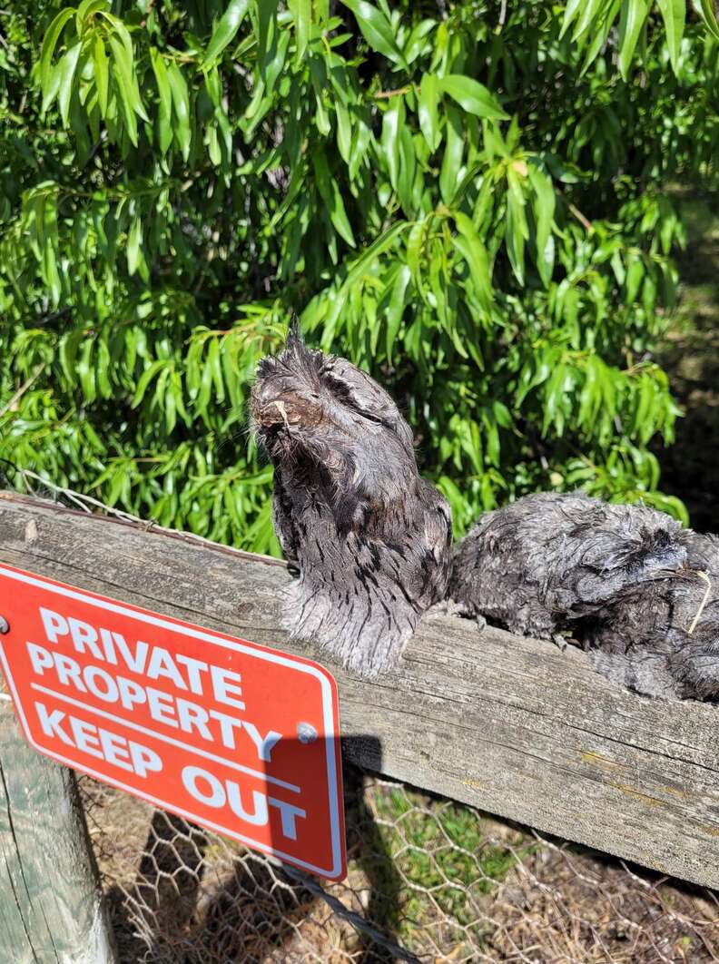 wood birds