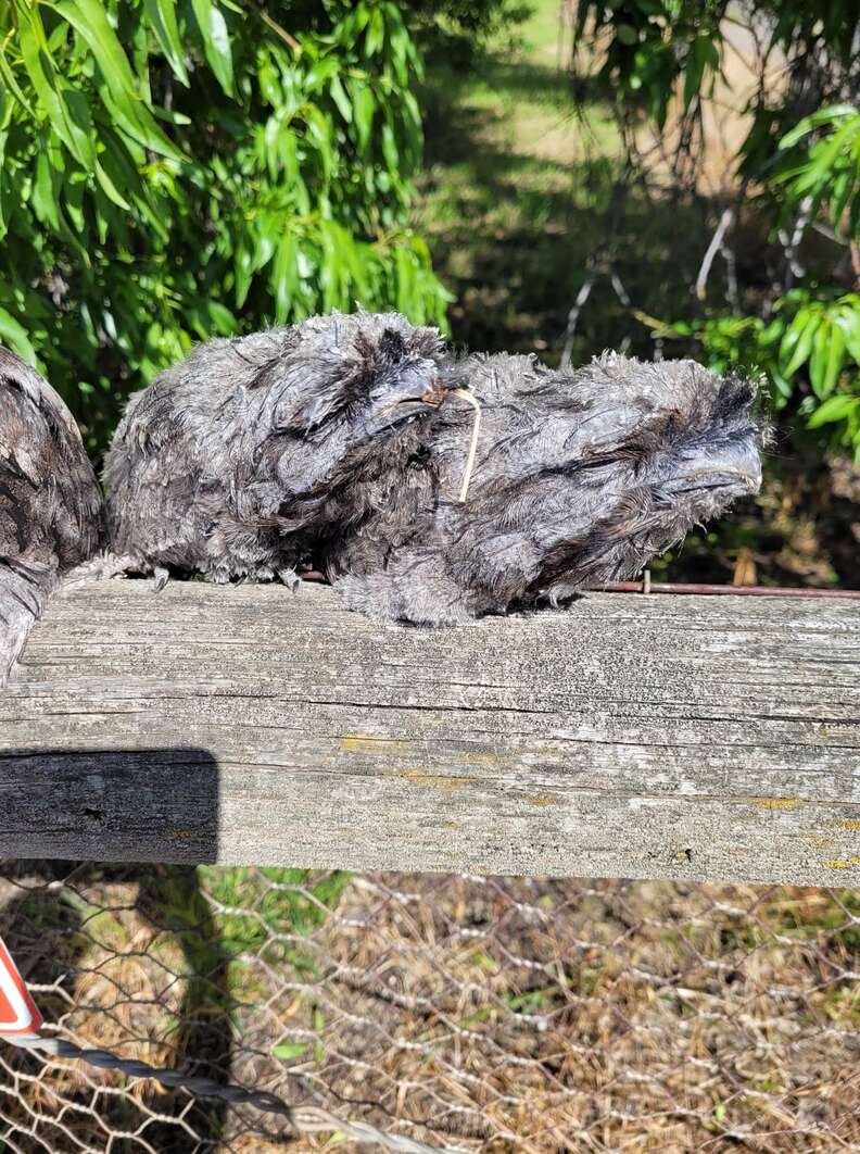 wood birds